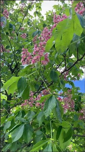 Spring Magic: Red Horse Chestnut in Bloom