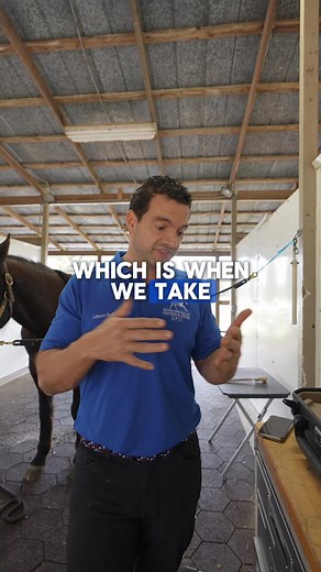 High ringbone is the common name for advanced arthritis of the pastern joint. In this condition the joint slowly loses cartilage until the bones begin to fuse, creating a painful and often career ending problem. In the early stages regenerative therapies can protect the joint, repair damaged soft tissue, and slow degeneration. Once the joint is already bridging, as in this case, options become limited to supportive shoeing or surgical fusion to relieve pain. At this stage the best path is often 