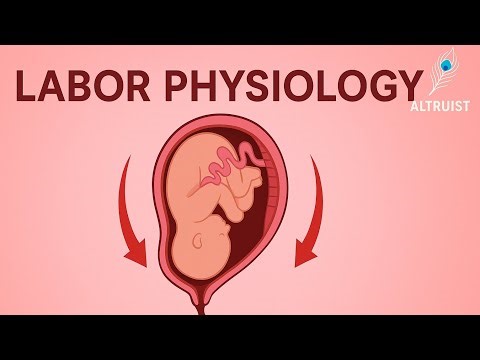 LABOR PHYSIOLOGY | Uterine Contractions & Retraction Process |