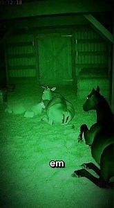 CÂMERA DE SEGURANÇA: O QUE ATACAVA O CELEIRO À NOITE?#CameraDeSeguranca #Curiosidades #Misterios