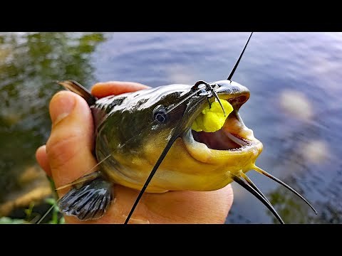 Spring Bullhead Fishing! (Catch and Cook)