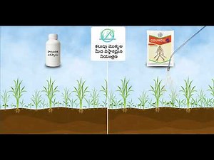 యొక్క Council Activ | వరి (Rice/Paddy) కలుపు నియంత్రణ మందు | Bayer Crop Science India | Telugu