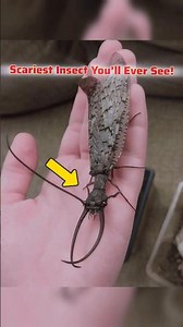 This Terrifying Insect Is Actually Harmless – Dobsonfly Explained!#animals #facts #didyouknow #viral