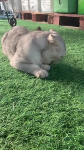 Unleash the adventure with our fabulous pet strollers! 🌟 Perfect for dogs and cats alike, these strollers let your furry companions join you on every outing—whether it’s a trip to the park or a leisurely walk around the neighborhood🐶🐱🐾With comfy seating and a secure design, your pet can enjoy the sights and sounds while you both savor the journey. Elevate your walks and make every day an adventure together!🌿✨ | Furniture Imports Philippines