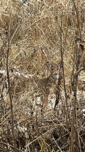 Robert Foster on Reels