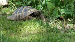 Eastern Hermann's tortoise, European terrestrial turtle, Testudo hermanni boettgeri, turtle on the lawn in nature
