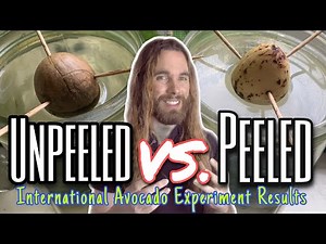 Experiment: Should You Peel Avocado Seeds to Grow Them?