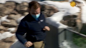 Data from zoos and aquariums across North America is being used to create matches for breeding – an animal dating app, if you will – to help species survive while maintaining genetic diversity. https://cbsn.ws/3GONqMm | CBS Sunday Morning