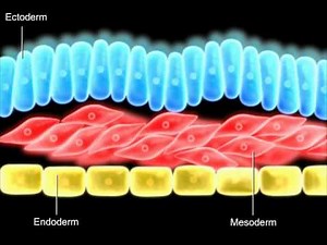 Formation of germ layers