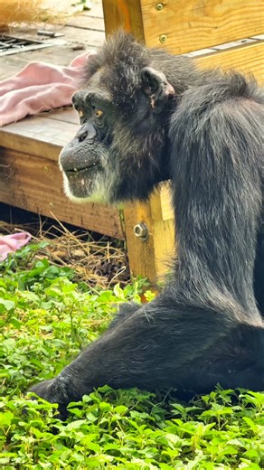 16K reactions · 711 shares | YVETTE | After being taken from her...