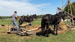 Volunteers at the 2022 Eldon (Iowa) Iron Show put on their first loose haymaking demonstration using unrolled round bale hay in place of fresh mowed hay which made the work a little tough. | Rural Heritage Magazine