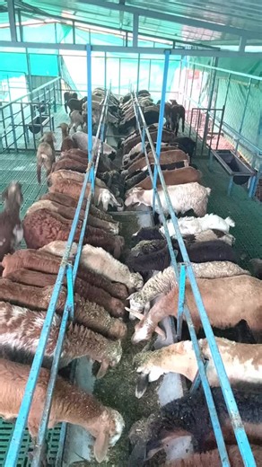 The modern shepherd on Instagram: "Tips for successful Sheepfarming #sheepfarming #sheep #themodernshephard #goatfarming #goat"