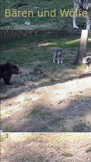 Bären und Wölfe kämpfen gegeneinander. #tiere #kampf #wolf