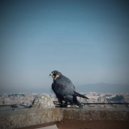 Peregrine Falcon: The Fastest Moving Animal on Earth | Stunning Edit