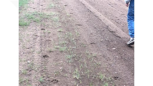 Calf killed by wolves in Jackson County