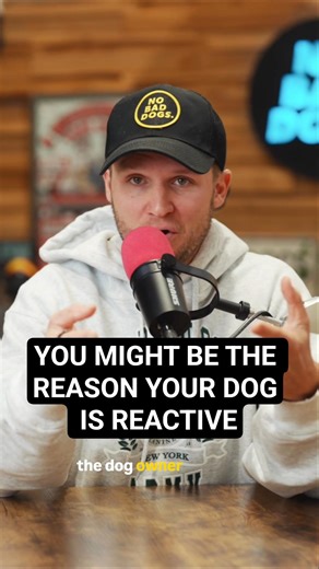 One of the reasons your dog is still reactive is you