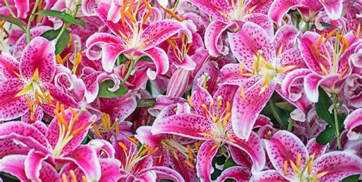 Plant These Lilies for a Beautiful, Fragrant Garden