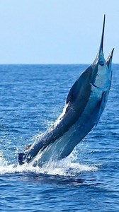 The black Marlin. #oceanlover #ocean #seacreature #fishes #fishing #marlin #blackmarlin #bluemarlinfishing #worldwildlife #indianocean🌊 #indopacific #indianwildlifeofficial #oneplanet #nationalgeographic #natgeoindia #natgeoyourshot #discoverychannel #discovery #animalphotography #animalplanet #planetearth #oneplanet #ourplanetdaily #endwildlifecrime #endangeredspecies #saveplanet #saveenvironment #saynotopoaching #karnataka #ecosystem | Vivek Mandya C