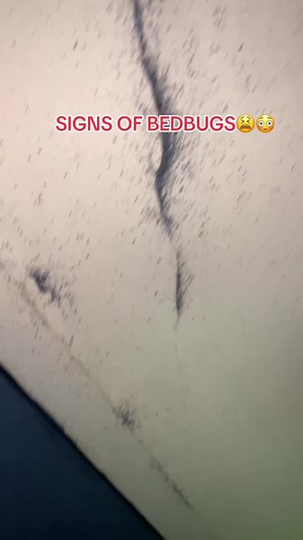 Signs of Bedbug Infestation: Key Indicators to Know