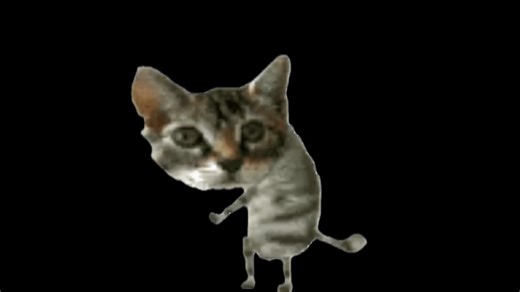 cat dancing gif