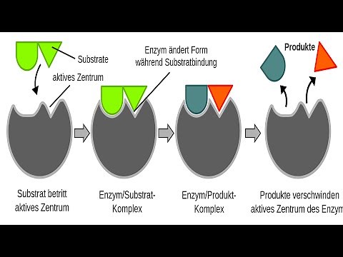 A Biochemical Pathway.