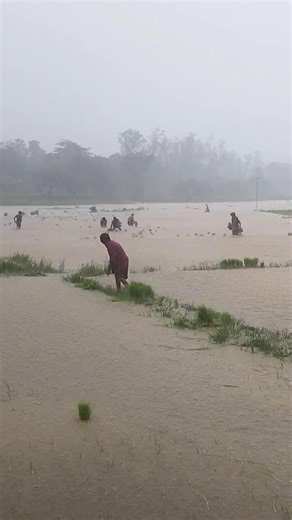 1.1M views · 32K reactions | WATCH: Mga magsasaka sa Occidental Mindoro, pilit na isinasalba ang mga ipinunlang pananim matapos malubog sa baha. : Occidental Mindoro - Courtesy Of Divina Christy C. Casison | GMA Public Affairs | Facebook