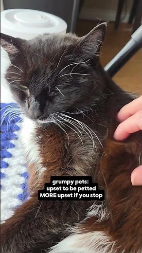 cute cat grumpy pets #cat #cutecat #funnycats