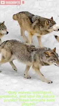 “Gray Wolves: Nature’s Ultimate Team Players 🐺 | Educational Short”