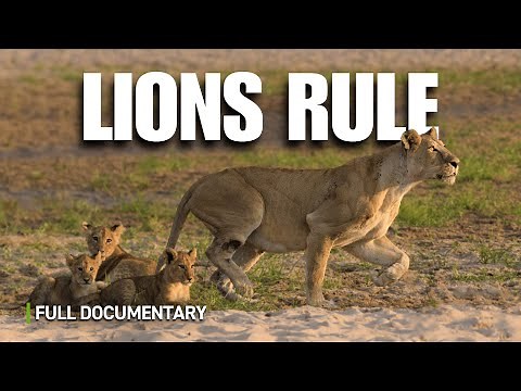 Lions Battle for the Glade | Full Nature Documentary