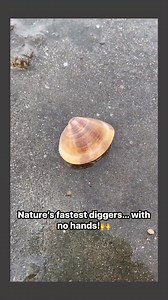 So this is how clams burrow into the sand — and wow, they’re FAST! 🐚 Clams use a muscular foot that inflates like a balloon to anchor themselves, then pull their shell downward again and again until they vanish beneath the sand. Nature’s own digging machine! Fun clam facts you might not know: • Clams don’t have eyes or a brain, but they’re amazing at survival • Some clams can live over 100 years 😮 • They help keep ocean water clean by filtering it • Burrowing protects them from predators and s