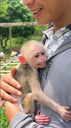 Baby Monkey Bika Climbs Everywhere