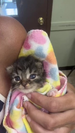 #kitty #kitten #babykitty #newbornkittens #babycat #cutebaby #cute #cats #cat #catsforlife #catsforever #meowmeow #kittycat #kitties #catslovers #lovecats #catshome #fypシ゚ #foryoupageシ #foryoupage #foryouシ #fyp #cutness #viral | cats lovers