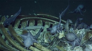 26 reactions | Is #SeamountSaturday a thing? Because we think it should be! #OnThisDay in 2009, NOAA's Monterey Bay National Marine Sanctuary was expanded to include Davidson Seamount! One of the largest known seamounts in U.S. waters, it is home to a diversity of #DeepSea species. Explore the #seamount: https://ow.ly/f0N750QLV9R | National Marine Sanctuary Foundation | Facebook