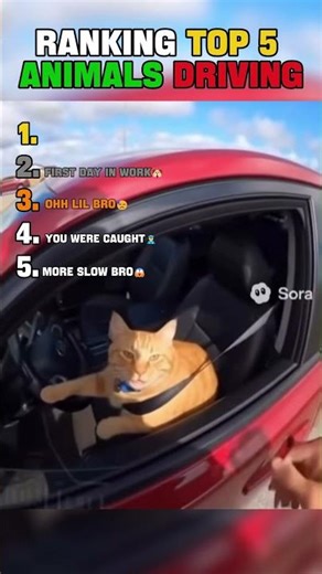Ranking Top 5 Animals Driving🚗🐾