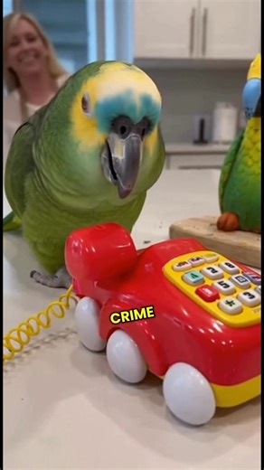111K views · 2.4K reactions | 列 “Hello 911? I’d like to report a cake crime!” This parrot just called the cops after watching his “cousin” get sliced!  列 “Send backup and extra frosting!” We can’t stop laughing — this might be his best roast yet!  Tag your funniest friend who’d call 911 over dessert  #SavageParrot #FunnyAnimals #TalkingParrot #CakeArt #ViralVideo #BirdHumor #ComedyReel | Savage Parrot | Facebook