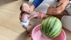 9.3K views · 182 reactions | Stubborn Baby Monkey Dorn Not Respect Mom Sitting On Floor | Pigtail Monkey Daily | Facebook