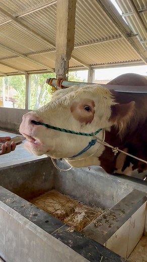 155K views · 1.3K reactions | Sapi jumbo teriak #sapi #cow #bull | Revan Dolan Kandang | Facebook