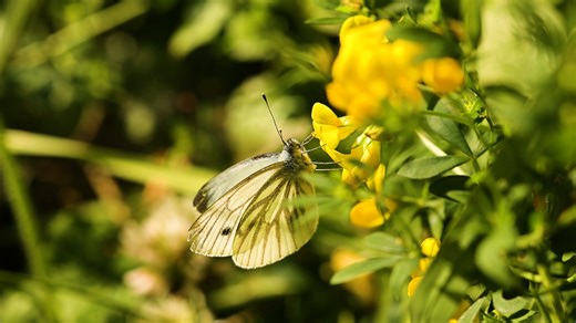 蝴蝶 昆虫 特写 - Free video on Pixabay