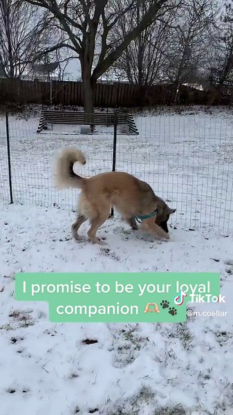 Meet our gentle giant, Hodor 🥹✨ this 1 year old sweet soul has been with @andersonhumane for almost 300 days! He’s looking for a low-key family that will be patient with him as he gets to know you and prefers an adult only family. While he may do great with a doggy friend or two in the neighborhood, he needs to be the only fur child of the house. He loves spending time outside running around and playing with toys. He is certain to be your most loyal companion as long as you promise to be his 🤍