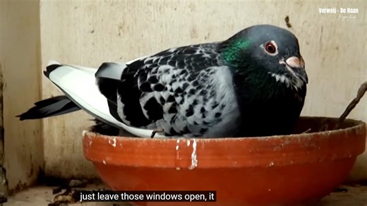 Combination Verweij - De Haan, The Distance Pigeons Peter is a very skilled breeder of pigeons. Michel, with the help of his wife Sylvia, puts his energy mainly into the racing team. Top results have been recorded for years. The nest pigeons are raced by the natural system, the medical supervision is kept to a minimum. | Pigeon Kuif