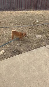 Shiba Inu Rescue Association (SIRA) on Reels