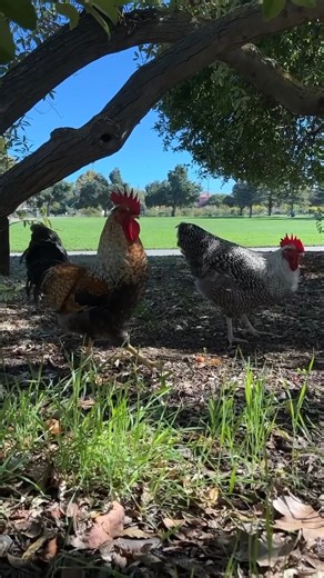 Hanging out with our animal friends at the park, a page from the New Earth Coloring Book. | Bambooks