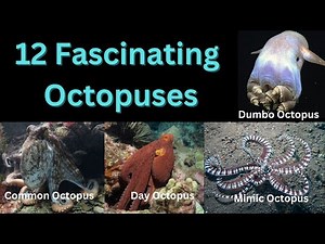 12 Fascinating Octopuses | Most intelligent Invertebrates