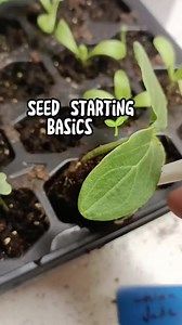 28K views · 563 reactions | Seed starting basics! #startingseeds #seedstarting #growyourownfood | Neighborhood Farms USA | Facebook