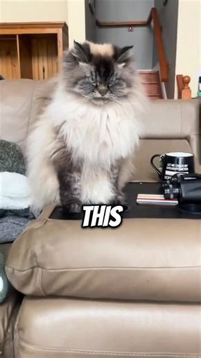 3.2K views · 26 reactions | Grumpy Cat Reincarnated | Autumn Ingram | Facebook