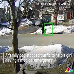 8.9K views · 248 reactions | : A Canadian family’s one-and-a-half-year-old Maremma mix dog is being hailed as a hero. The dog’s quick thinking helped a girl who had a seizure while on a walk. https://trib.al/O1sy016 | NBC10 Boston | Facebook