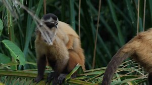 clip-3524195073-rainforest-black-capped-capuchin-monkey-male-mother-baby