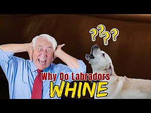 Why Do Labradors Whine? | How To Make It Stop | Top Strategies for Quieting Your Whining Labrador