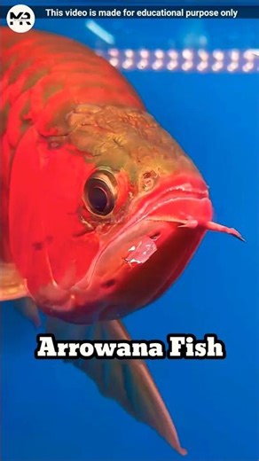 Arowana Fish – Nature’s Mouthbrooder! #shorts