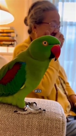 Bird say love grandma 😄 #fypシ #talkingparrot #grandma #CockatooLife #parrots #cockatoo #viral #reel | K1 Froocoo